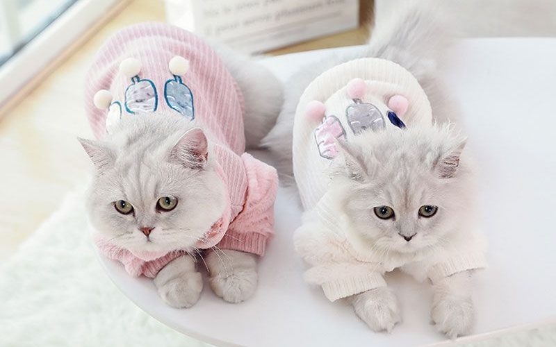 Cách lấy sỉ phụ kiện thú cưng của Trung Quốc giá tốt