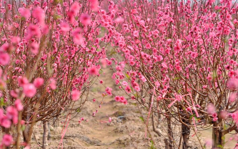 Tìm nguồn hàng bán tết, buôn hàng tết 2018 lãi cao